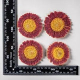 2PCS Real Pressed Dry daisy Flower,  Flower Head for art FSS26 #13