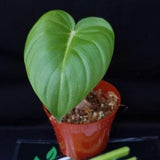 Philodendron 'McDowell'