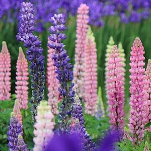 Lupin Perennial Seeds from Pink or Purple Indigo Salmon Flowered Plants