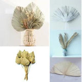 Dried Flower Palm Fan Leaf Natural Plant DIY Art Wall Wedding Party Home Decor