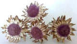 Lot of 4 Real Dried Artichoke Flowers ~6 Inches Wide on Natural Stems - Lot 19