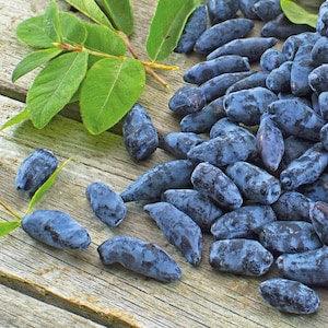 Organic Honeyberry Seeds, 25 Fruit Garden Seed, Heirloom PERENNIAL, Prepper Medicinal Garden Seeds, Haskap Seeds, Makes AWESOME Jelly & Wine
