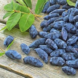 Organic Honeyberry Seeds, 25 Fruit Garden Seed, Heirloom PERENNIAL, Prepper Medicinal Garden Seeds, Haskap Seeds, Makes AWESOME Jelly & Wine