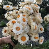 50 +seeds Unique  Strawflower Seed -  white