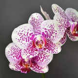 Pink Orchid Flowers-Mapplethorpe Inspired Original Photograph-