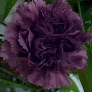 Carnation king of black heirloom seeds 40