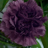 Carnation king of black heirloom seeds 40