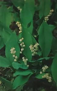 Lily of the Valley Convallaria Majalis Mountains Greetings NC Postcard