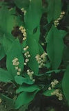 Lily of the Valley Convallaria Majalis Mountains Greetings NC Postcard