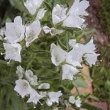 30 Rare Viper's Bugloss  White Flower Seeds-White Bedder- Echium Plantagineum -- Bright Biennial Flower!/Rich in Nectar/ FL391