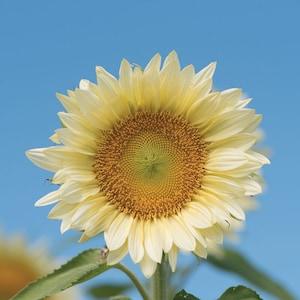 10 Sunflower Pro Cut White Lite Seeds / Helianthus annuus / Cottage / Wildflowers  / Cut Flower / English Garden / Wedding / Bouquet Flowers
