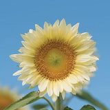 10 Sunflower Pro Cut White Lite Seeds / Helianthus annuus / Cottage / Wildflowers  / Cut Flower / English Garden / Wedding / Bouquet Flowers