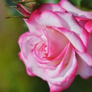 White pink green roses flower seeds - 20 seeds - code 399