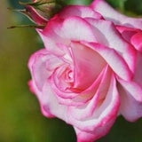 White pink green roses flower seeds - 20 seeds - code 399