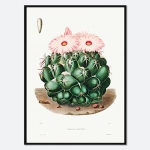 Elephants Tooth Cactus Botanical Flowers Vintage Wall Art Print | Succulent, Green Plants, Colorful Floral Poster, Retro Antique Decor #BA31