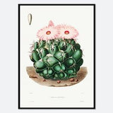Elephants Tooth Cactus Botanical Flowers Vintage Wall Art Print | Succulent, Green Plants, Colorful Floral Poster, Retro Antique Decor #BA31