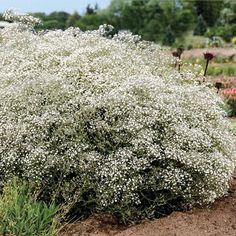 Gypsophila, wild Flower Delivery