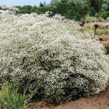 Gypsophila, wild Flower Delivery