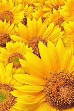 Superb Views Flower Delivery
