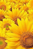 Superb Views Flower Delivery