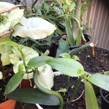 1 vanilla plants from Reunion Island (bourbon vanilla planifolia) S