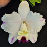 Cattleya Hsinying Excell 'Dogashima'(Cattleya Excellescombe ?? Cattleya briegeri) compact growing blooming size cattleya orchid hybrid