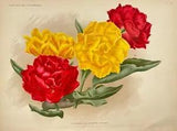 NEW LISTINGAntique Botanical Print - Flower Art - Peony Couronne D?Or - Peony Rubra Maxima