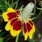 200 Pcs Mexican Hat Sunflower Seeds- RATIBIDA COLUMNIFERA Perennial Deer Resistant Flower / (FL129)