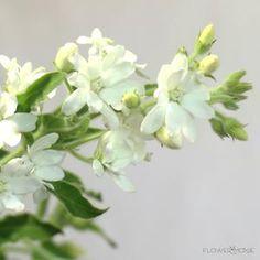 White Tweedia Flower | DIY Wedding Flowers | Flower Moxie Flower Delivery