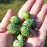 Cucumber Seeds  -  "Mexican Sour Gherkin" - Cucumber  (Melothria scabra)