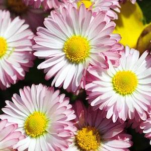 2900 Bellis English Daisy| Bellis perennis Flower Seeds.