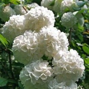 No273 Snowball Plants Flowers Trunip Hort 10 Seeds Zaden Seeds