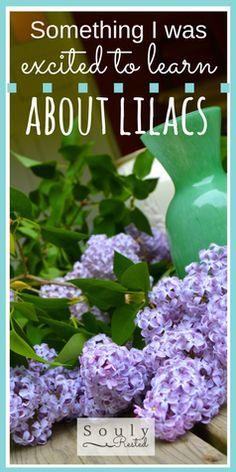 History of the Lilac Bush - Souly Rested Flower Delivery