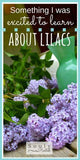 History of the Lilac Bush - Souly Rested Flower Delivery