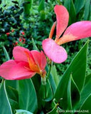 Freckle Face Canna Lily Live Plant Rhizome