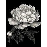 A Peony Flower Bloom Black and White Blind Contour Huge Wall Art Poster Print