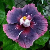 10 Hibiscus Flower Seeds - Blue Dream lavender Flower - Purple Blue Dinner Plate Flower Plant