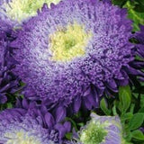 30 + seeds lovely double-flowered Sidonia Asters Purple