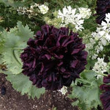 50 Black Poppy Seed Mix /  English Garden / Flowers / Cottage Flowers / Wildflowers / Pom pom Poppy / Peony / Black Garden
