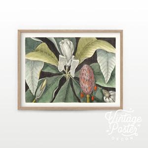 Vintage Plant Print, Plant Poster, Leaves Leaf Print, Tropical Wall Art, Natural History Art, Christmas Gift Idea, Large Sizes