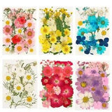 Pressed Mixed Organic Natural Real Dried Flowers DIY Floral Decors For UV...