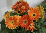 BIN#2R7D6 Gerbera Daisy Seeds Majorette Sunset Orange 15 Seeds Early Blooming