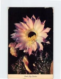 Postcard Pink Lily Cactus