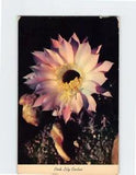Postcard Pink Lily Cactus