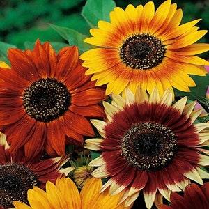 Sunflower Blend 3g - 80 Seeds - Helianthus Annuus