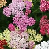 FRUITBOWL FLOWERBURST YARROW Achillea millefolium, 20 Seeds