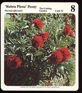 Rubra Plena Peony  My Green Gardens Guide Card The Cutting Garden Flower