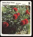 Rubra Plena Peony  My Green Gardens Guide Card The Cutting Garden Flower