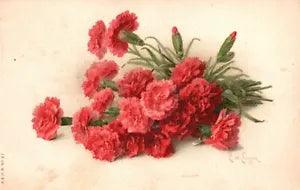 1915 Victorian Carnation  Beautiful Flowers, Signed, Vintage Postcard