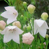 50+ seeds lovely Balloon Flower Seeds - White